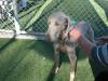 SLO Shelter dog 001